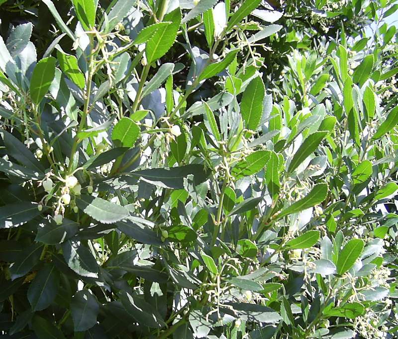 Foliage 