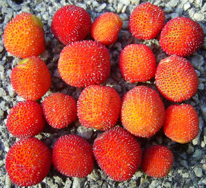 18 fruit 