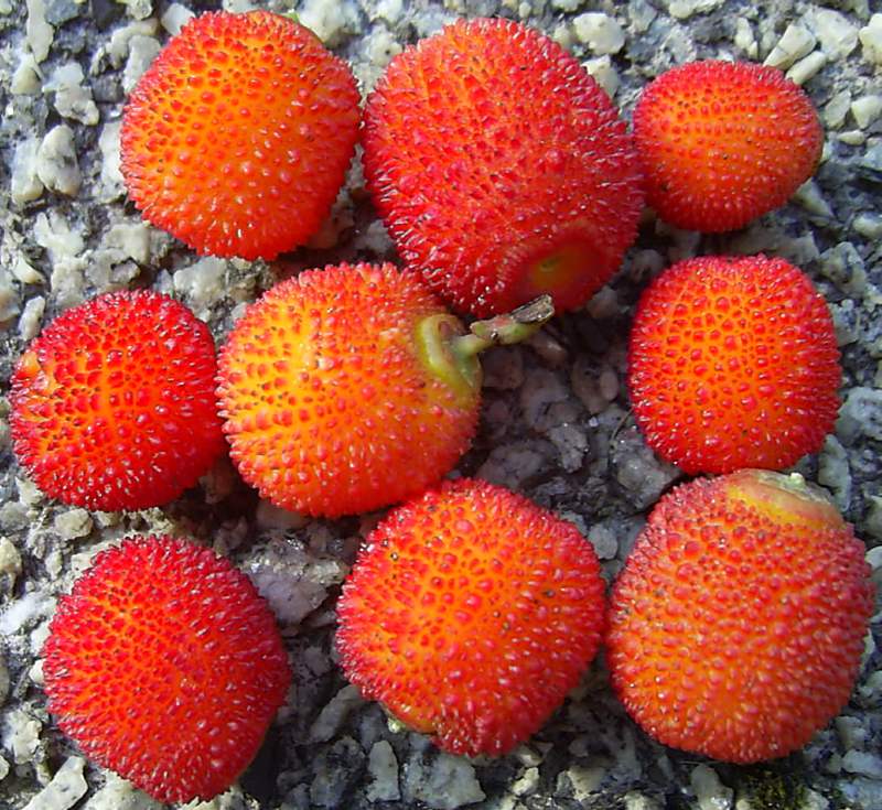 9 fruit 