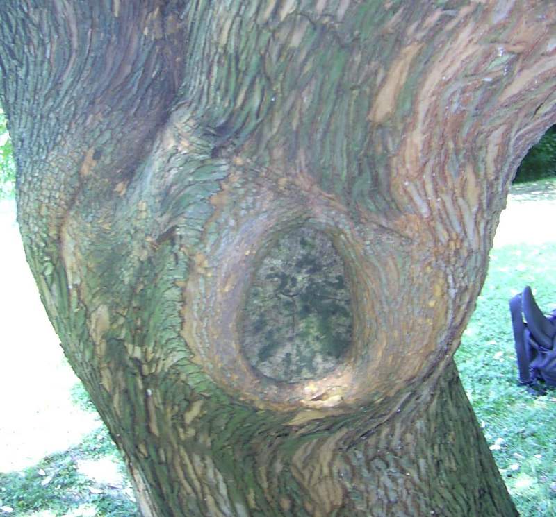 Trunk 