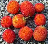 9 fruit 
